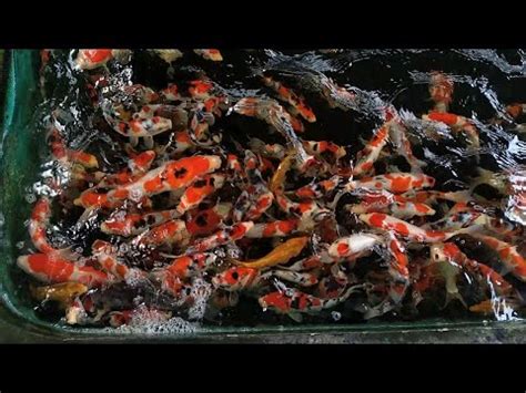 dna koi|DnA Koi Farm Visit and Lunch with the Owner, Beautiful Koi (Carp .